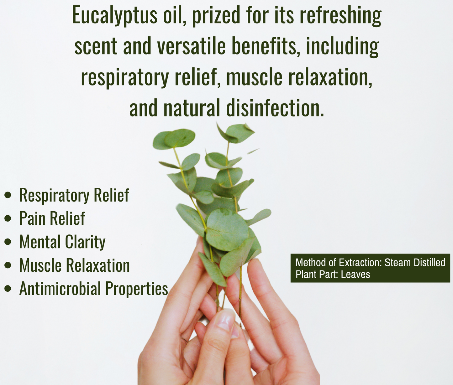 Eucalyptus Essential Oil for Cold Relief, Spa & Diffuser