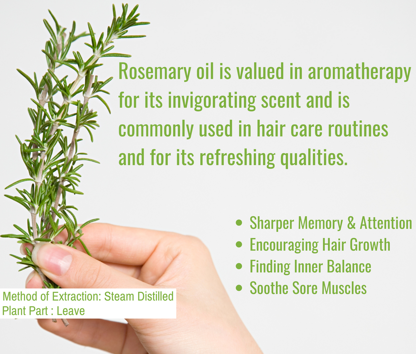 Rosemary Essential Oil – For Hair Growth & Scalp Care